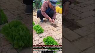 Cultivation of vegetables on bricks in China  சீனாவில் செங்கற்களில் காய்கறிகளை பயிரிடும் மக்கள்🥦🥕🌽 [upl. by Mulcahy]