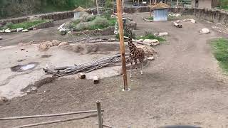 Utah Hogle Zoo 2024 Part 3 🐼🐯 [upl. by Mcallister598]