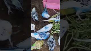 bird food budiges birds parrot musicgenre [upl. by Symer]