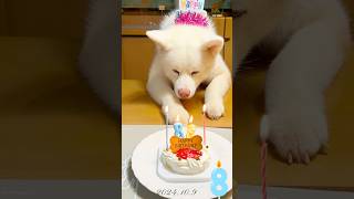 秋田犬タムは、8歳の誕生日を迎えることが出来ました！ [upl. by Screens]