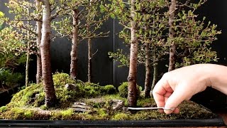 Larch Bonsai Forest Part 1 May 2016 [upl. by Row]