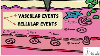 INFLAMMATION ‖ Vascular and Cellular steps of Inflammation ‖ Acute Inflammation ‖ Dr Sneha [upl. by Eimirej75]