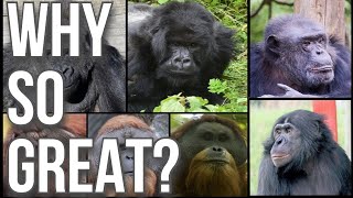 Why Great Apes are Great [upl. by Apps]