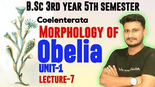 Morphology of Obelia BSc 3rd year  Morphological structure of Obelia BSc 3rd Year 5th semester [upl. by Eimirej]