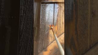 Wood Garage Door Staining Walnut on cedar wood staining garagedoorstaining [upl. by Ermengarde]