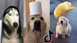 Funny Dogs of TikTok  Doggos Doing Funny Things TIK TOK  2020 [upl. by Dnomayd2]