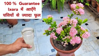 100 Guarantee  इसे तुरंत डालने से Ixora में आएँगे पत्तियों से ज्यादा फूल Ixora plant care tips [upl. by Rimidalg]