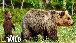 Les ours brun en Alaska [upl. by Anawk]