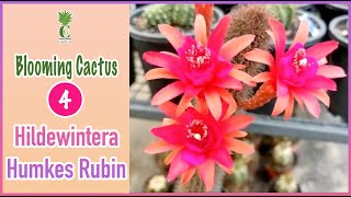 Blooming cactus  Hildewintera Humkes Rubin [upl. by Hippel471]