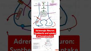 Adrenergic Neuron Synthesiis and uptake of Norepinephrin [upl. by Sheryl]