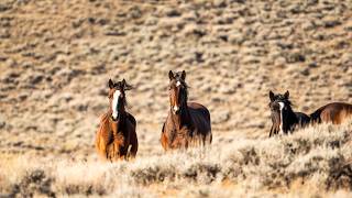 Wyoming Horses Drone Flyover 4K [upl. by Uthrop437]