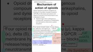 Mechanism of action of opioids [upl. by Filberte]