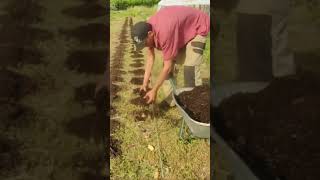 Cultiver la pomme de terre sous paille  permaculture  Comment et quand planter [upl. by Alleyne]