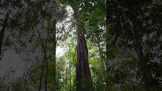 Majestueuze Boom in het Wilde Surinaamse Binnenland shorts suriname binnenland [upl. by Siuol]