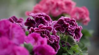 Pelargonium Grandiflorum  Magnificient colours [upl. by Shuman951]