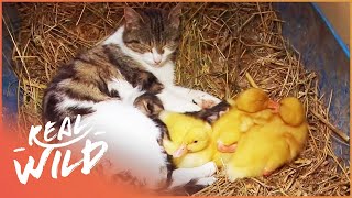 The Cat Who Adopts Baby Ducklings  Animal Odd Couples  Real Wild [upl. by Hoshi]