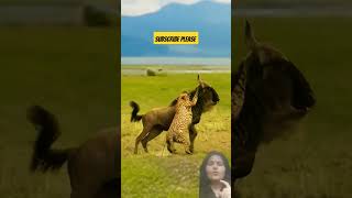 very pretty animal love wildlife battle wildlife fight wild animal humor nature with gudiya [upl. by Kcira]