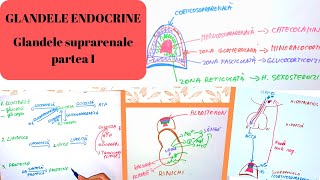 ADMITERE MEDICINA GLANDELE ENDOCRINE 3 Glandele suprarenale partea I [upl. by Namas]