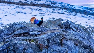 Lophophorus is national bird of nepal 🇳🇵himalayan monal [upl. by Machute561]