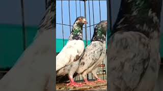 highflyer pigeon bird kabootar teddykabootar teddypigeons birdspecies viralvideo shorts [upl. by Yelsnia]