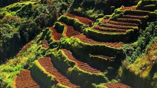 Step Farming on mountains । Terrace Farming on mountains in Nainital [upl. by Enaid]