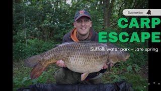 Suffolk water park  late spring  CARP ESCAPE  Carp fishing 2024 [upl. by Licastro]