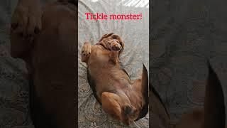 Poppy loves The Tickle monster dog trending viral youtube reels puppy cute [upl. by Duwalt]