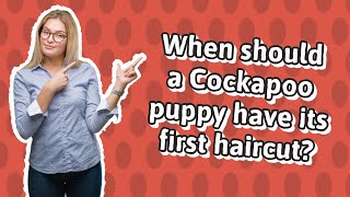 When should a Cockapoo puppy have its first haircut [upl. by Chalmer]