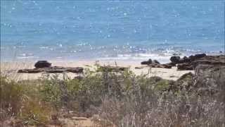 40 mile BeachGnoorea Point Camp Spot WA [upl. by Inoj421]