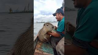 Amazon Fishermen Rescue a CapybaraCapybaraRescue AmazonRiver WildlifeRescue Capybara [upl. by Lud]