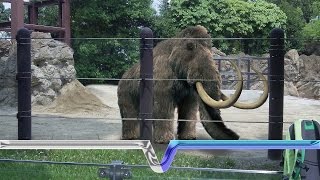 The Extinction And Resurrection Of The Woolly Mammoth [upl. by Ahsiekel]