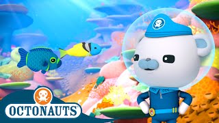 Octonauts  Damsel Fish amp The Jawfish  Cartoons for Kids  Underwater Sea Education [upl. by Anelra442]