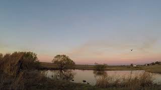 Pintail snuck in BLIND [upl. by Arri]