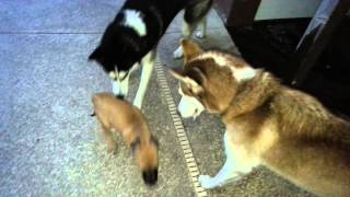 Black Mouth Cur puppy vs 2 Siberian huskies [upl. by Lashondra209]