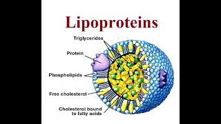 Lipoproteins structure and functions  2024 [upl. by Kenneth918]