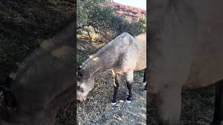 Wild mustang fence project  blueberryranch horse equestrian wildmustangs horsefan cowboys [upl. by Sansbury506]