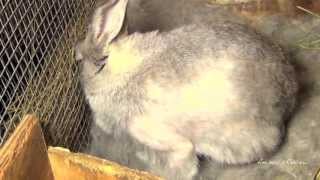 My Pregnant Bunny Rabbit Giving Birth [upl. by Inglis]