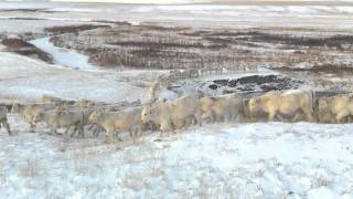 Charolais Cattle Moves To New Pasture During Winter  Debruycker Charolais [upl. by Engenia]