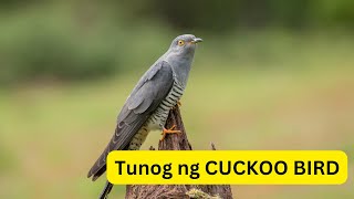 Tunog ng CUCKOO BIRD  Sound of CUCKOO BIRD [upl. by Emyam]