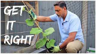 PLANTING BOTTLE GOURD  FOR BEST RESULT FOLLOW THESE INSTRUCTIONS [upl. by Miguel]