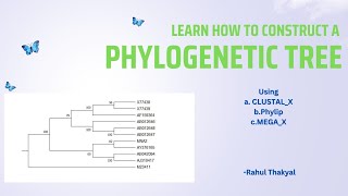 Construction of a Phylogenetic Tree  BSc Zoology  Evolutionary Biology [upl. by Nathan]