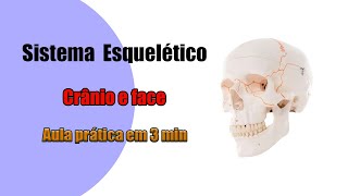 Todos os Ossos do Crânio  Aula Prática  Anatomia Humana [upl. by Attalie]