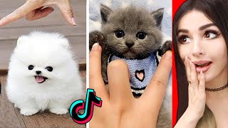 The CUTEST Animals On Tik Tok 2 [upl. by Popelka]