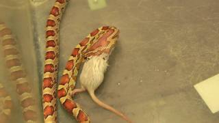 Kornnatter Corn Snakes Pantherophis guttatus frisst Maus [upl. by Cirdek]