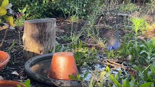 Splendid Fairy wren [upl. by Eentroc]