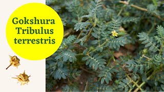 Gokshura Tribulus terrestris Benefits and Indications as per Ayurveda [upl. by Einnej]