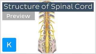 Structure of the spinal cord preview  Human Anatomy  Kenhub [upl. by Ratcliffe149]