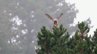 Owl Watching  Half Moon Bay California [upl. by Temirf]