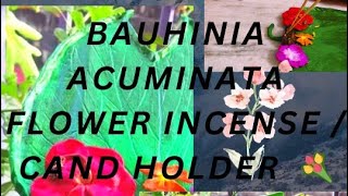 Puja special IDIY 🪷🪷Beautiful Bauhinia acuminata flower incense  candle holder making at home 💐 [upl. by Gambrill]