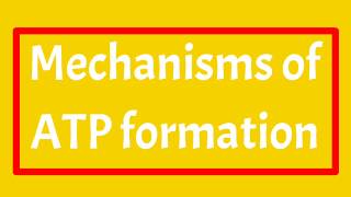 Mechanisms of ATP formation  Substrate Level Phosphorylation amp oxidative phosphorylation Examples [upl. by Aivila]